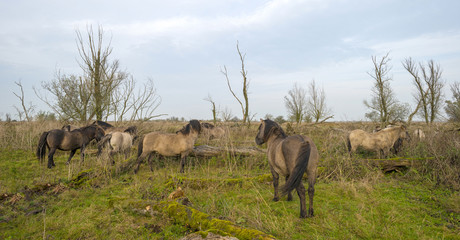 Obraz na płótnie Canvas Herd of konik horses in nature at fall