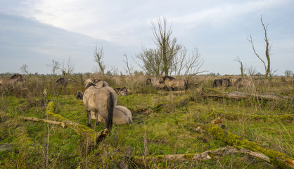 Herd of konik horses in nature at fall © Naj