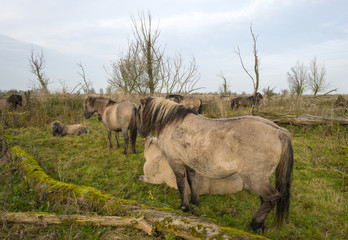 Herd of konik horses in nature at fall © Naj