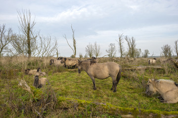 Herd of konik horses in nature at fall