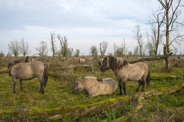 Herd of konik horses in nature at fall © Naj