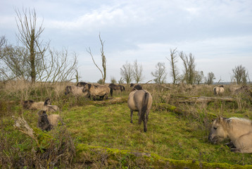 Herd of konik horses in nature at fall