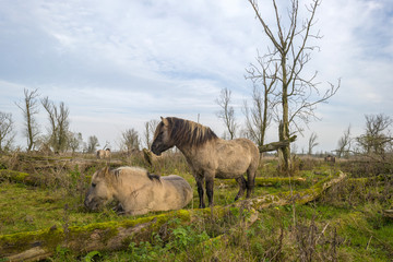 Herd of konik horses in nature at fall © Naj
