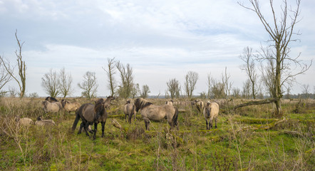 Herd of konik horses in nature at fall