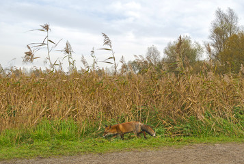 Red fox walking along reed in nature at fall