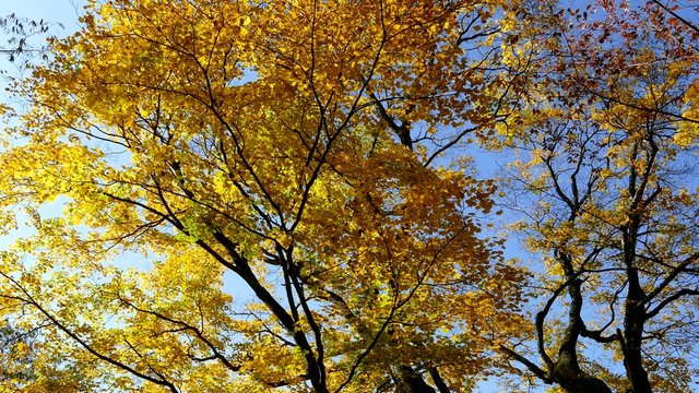 Autumn Colors of Naruko-Gorge in Japan
