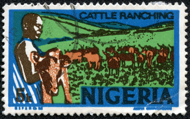 young nigerian, holding a calf, cattle ranching