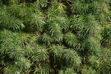 Umbrellas of Green Leaves