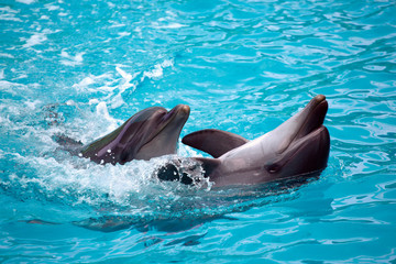 Fototapeta premium Two dolphins close up. Adler.