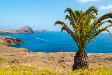 Fototapeta na wymiar Palm trees and ocean view at Punta de Sao Lourenco, Madeira