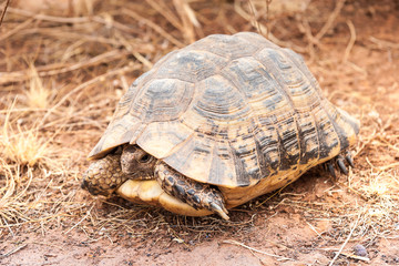 Turtle on the ground