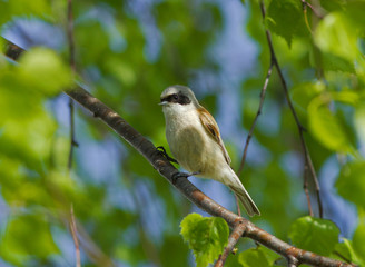 Eurasian Penduline Tit on the branch