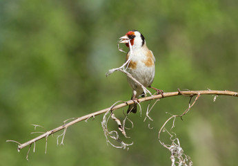European Goldfinch with dry branch