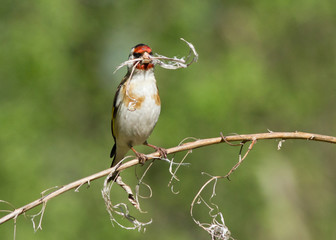European Goldfinch with dry branch