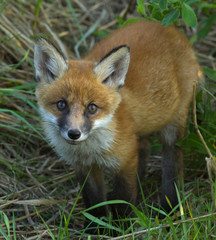 Red fox cub 