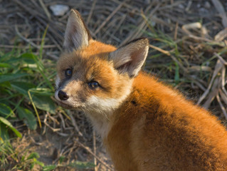 Red fox cub 