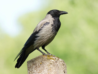 Hooded Crow 