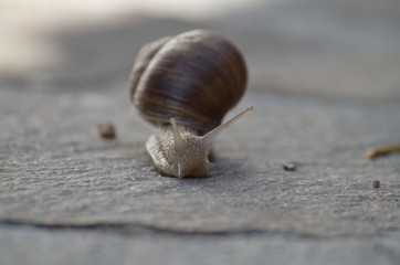 lumaca