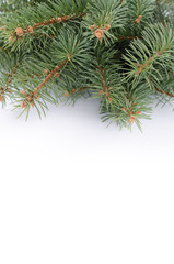 Branch of Christmas tree over white background