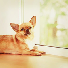 Red Chihuahua Dog Standing on Window Sill.