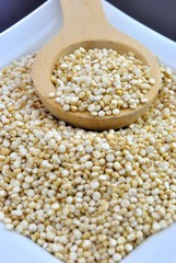 Quinoa - Chenopodium quinoa