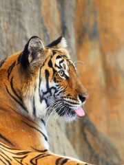 The head of a tiger in a profile