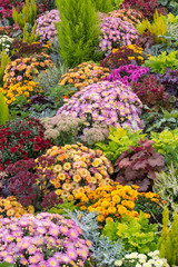 colourful flowerbed