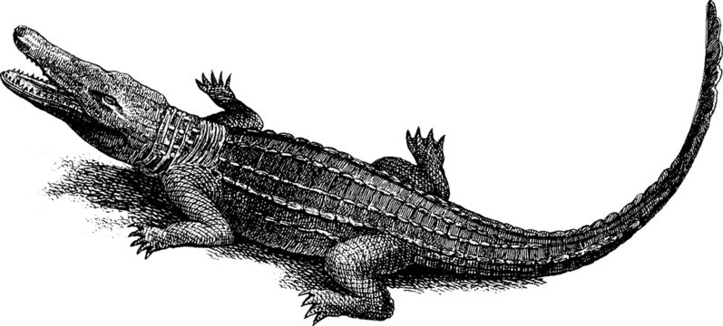 Vintage image crocodile alligator
