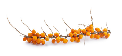 Obraz premium buckthorn isolated on a white background