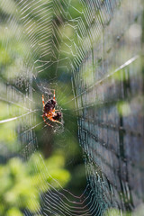 Spinnennetz
