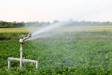 Irrigation in the field