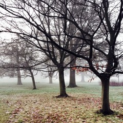 Bare trees in the early morning mist of winter