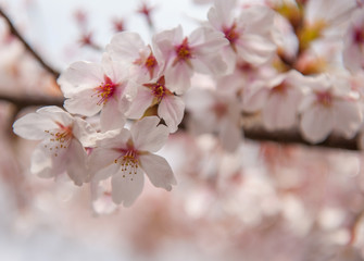 Cherry blossom