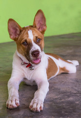 Thailand brown and white dog sprawled on the concrete green.