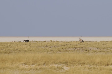 Fototapeta na wymiar Blick in die Etoscha-Pfanne, Namibia, Afrika
