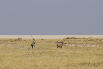 Blick in die Etoscha-Pfanne, Namibia, Afrika