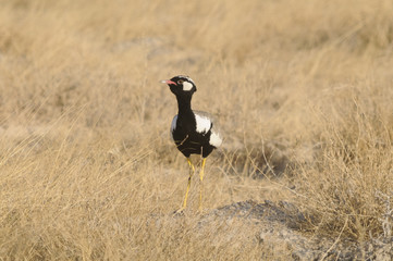 Gackeltrappe, Etoscha-Nationalpark, Namibia, Afrika