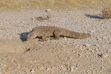 Waran vor seinem Bau, Etoscha-Nationalpark, Namibia, Afrika