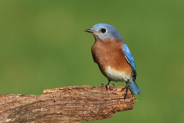 Male Eastern Bluebird