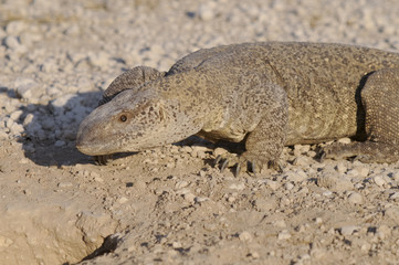 Waran vor seinem Bau, Etoscha-Nationalpark, Namibia, Afrika