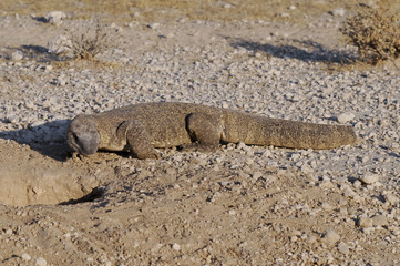 Waran vor seinem Bau, Etoscha-Nationalpark, Namibia, Afrika