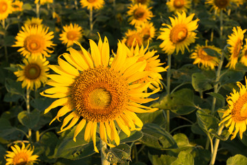 Sunflower