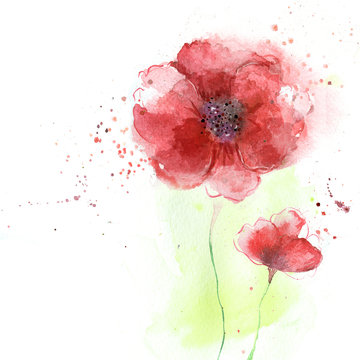 Poppy flowers illustration.Watercolor illustration