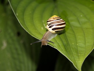 Schnecke