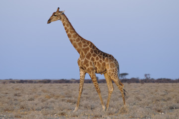 Obraz na płótnie Canvas Giraffe, Okaukuejo, Etoscha-Nationalpark, Namibia, Afrika