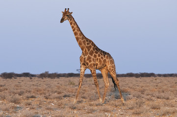Naklejka na ściany i meble Giraffe, Okaukuejo, Etoscha-Nationalpark, Namibia, Afrika