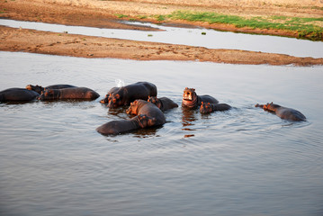 One day safari in Tanzania - Africa - Hippos