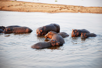 One day safari in Tanzania - Africa - Hippos