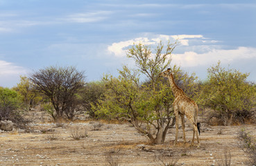 Giraffe - Giraffa Camelopardis
