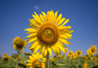 Sunflower  field